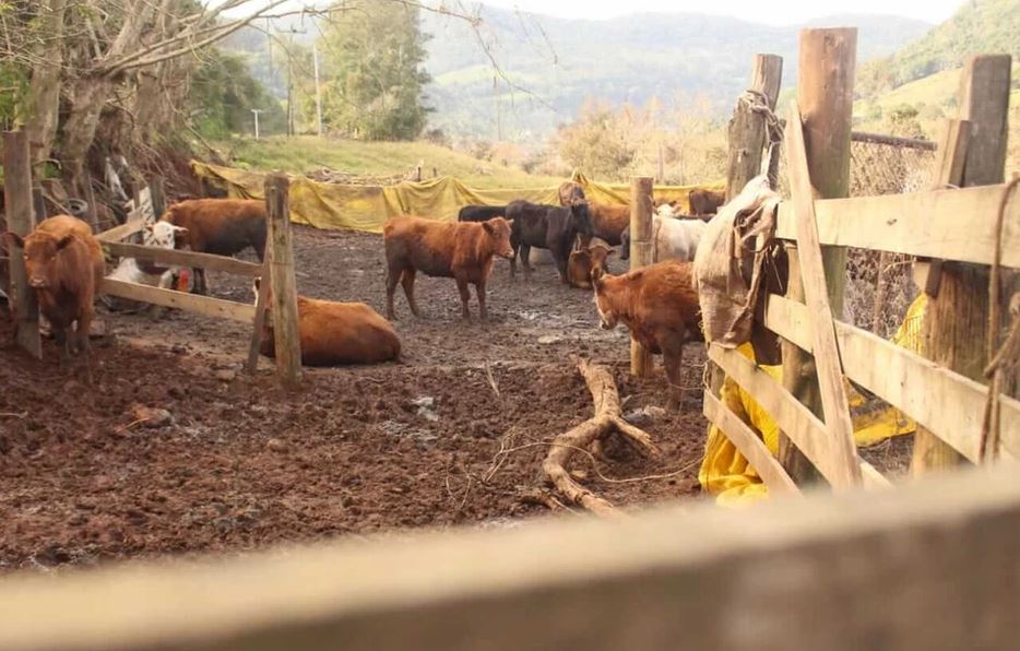 Quatro cabeças de gado desapareceram com as cheias