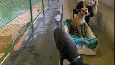 Os cachorros são acolhidos num espaço improvisado junto ao Parque João Batista Marchese