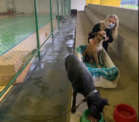 Os cachorros são acolhidos num espaço improvisado junto ao Parque João Batista Marchese