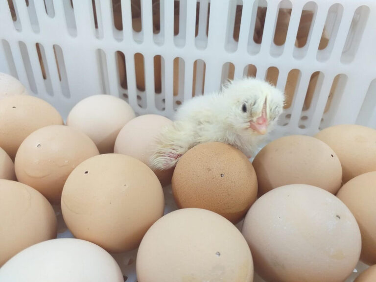 Nasce o Golden Chicken 01, o primeiro pintinho do Incubatório Dália Alimentos
