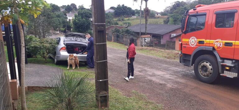 Corpo de Bombeiros de Lajeado é chamado para conter cachorro fora de controle
