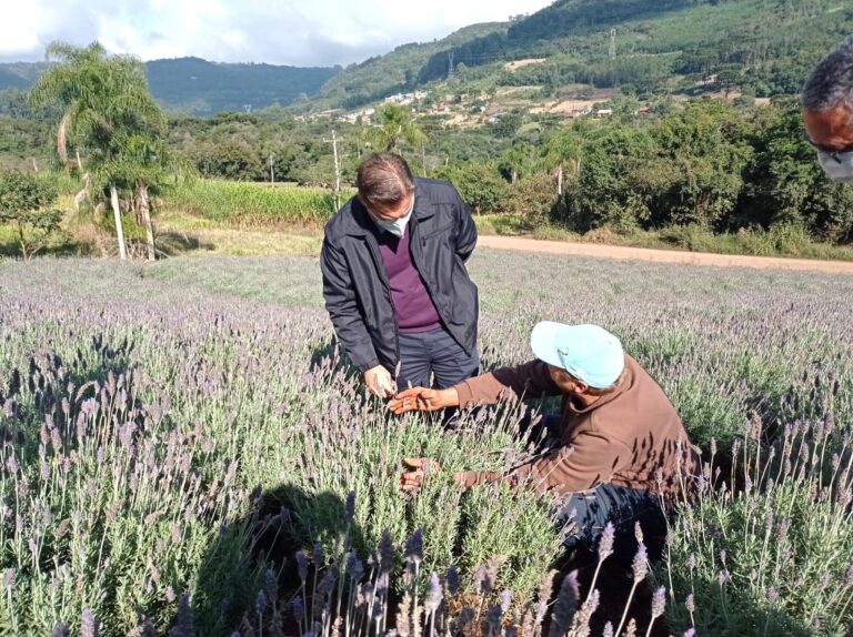 Prefeito de Encantado conhece processo de cultivo de plantas aromáticas no Morro Reuter