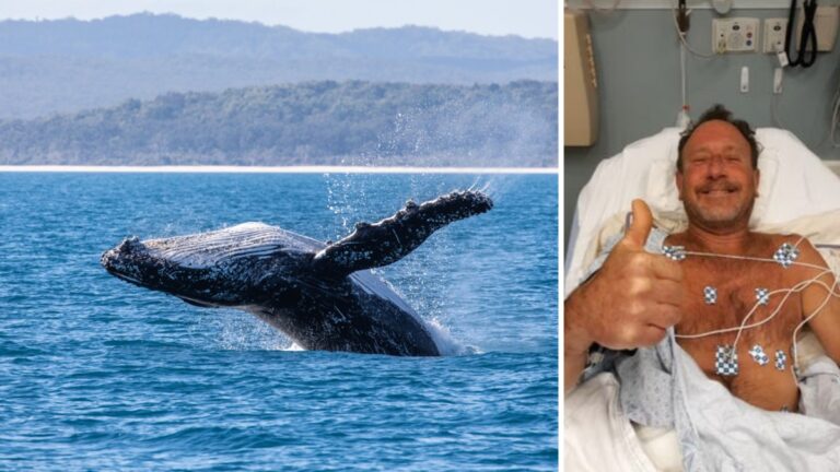 Conheça a história do pescador que foi engolido e cuspido por uma baleia jubarte