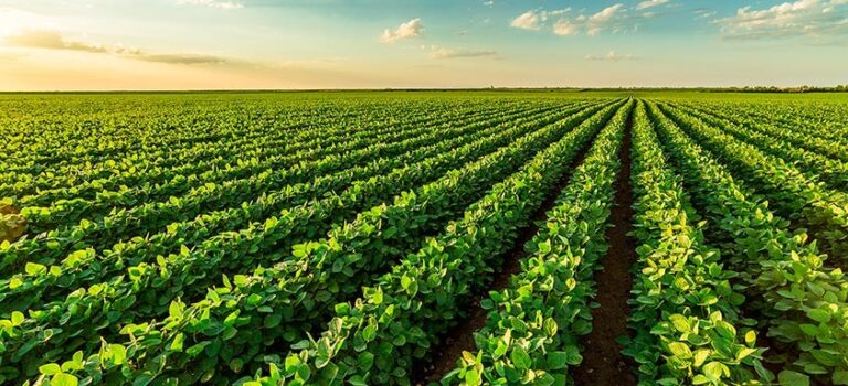Agricultura familiar tem 19% mais recursos no Plano Safra 2021/2022