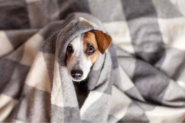 O inverno chegou: 10 dicas de cuidados com os pets na estação mais fria do ano