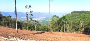 Autorizada a retirada de eucaliptos na Estrada do Cristo