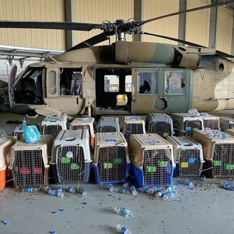 ONG afirma que EUA abandonaram cães militares no Afeganistão, Pentágono nega