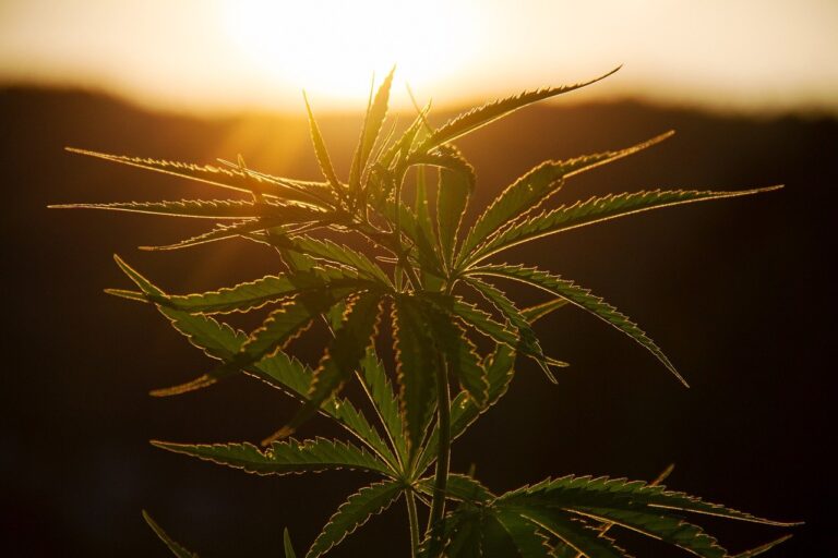 Cannabis: Uma visão biológica pouco conhecida da sociedade é tema de artigo científico