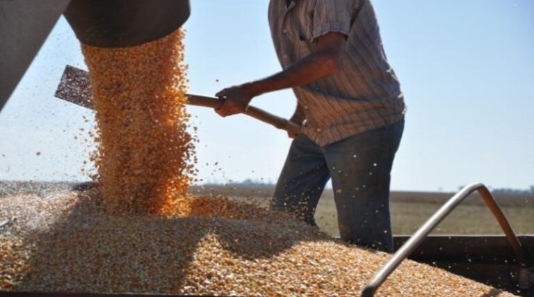 Conab reforça estoques com 2.600 toneladas de milho para o Venda em Balcão
