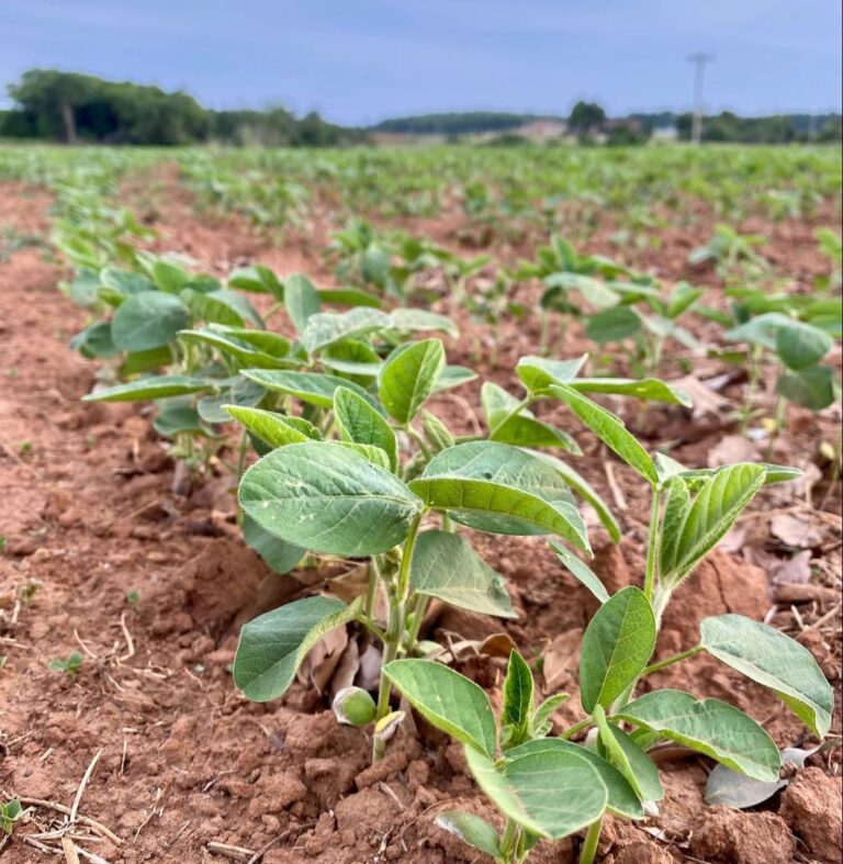 Brasil vai produzir quase 37 quilos de grãos por habitante do planeta