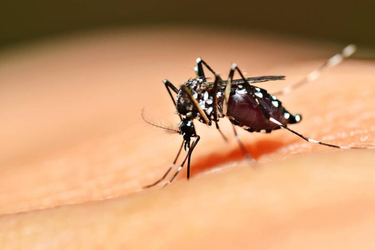 Casos de dengue aumentam no RS e Secretaria da Saúde emite alerta