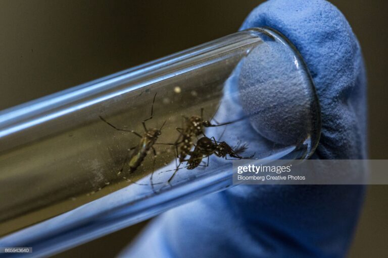 DENGUE: Quase cinco mil casos são registrados no RS desde o início do ano