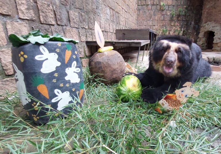Projeto de lei prevê o fim dos zoológicos no Rio Grande do Sul