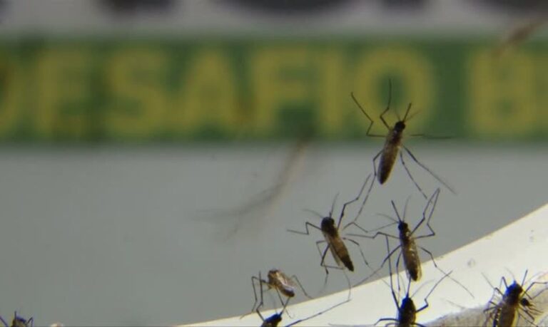 Cambridge reforça eficácia de mosquitos modificados contra doenças