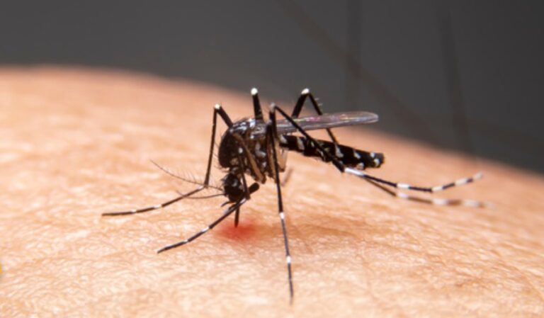 DENGUE: Casos prováveis crescem 172,4% em um ano, aponta boletim do Ministério da Saúde