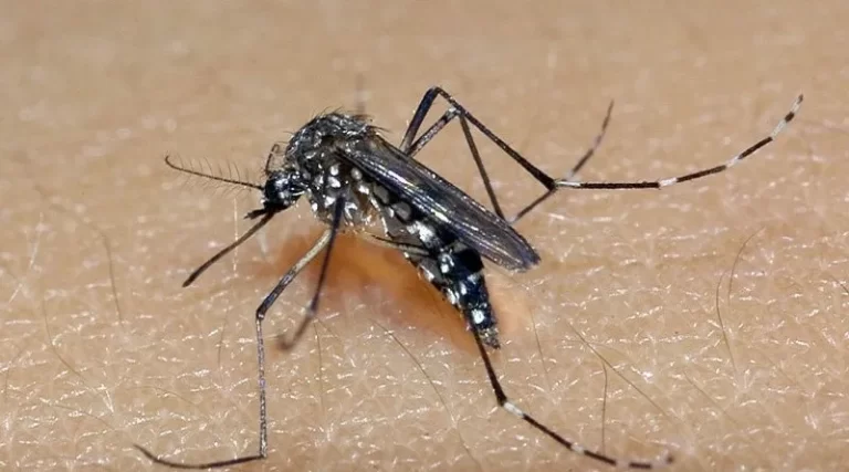 Secretaria da Saúde alerta para número de casos de dengue acima da média em janeiro