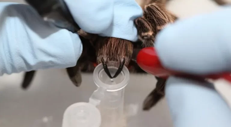 Toxina de aranha amazônica tem potencial para desenvolvimento de medicamentos