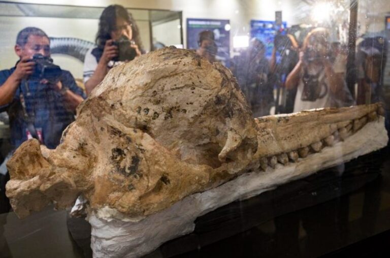 Encontrado no Peru o “fóssil mais bem preservado do mundo” de cachalote pré-histórico