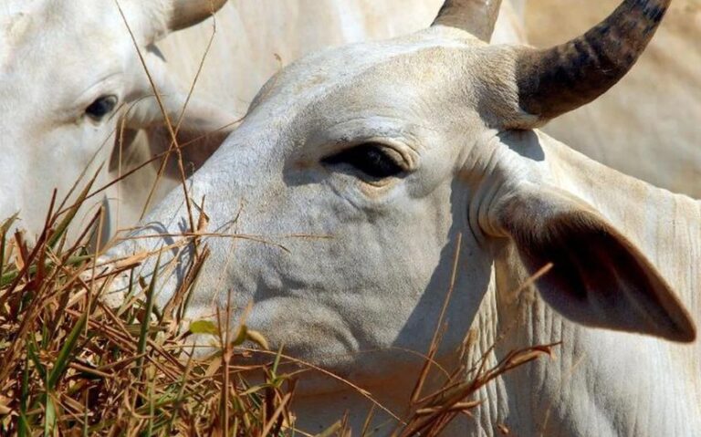 Pará confirma caso de vaca louca no interior do estado