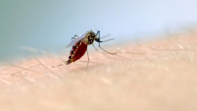 Estado confirma 15º óbito por dengue
