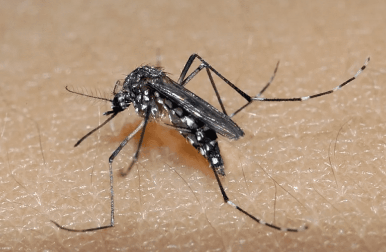 Segunda morte por dengue em 2023 é confirmada no RS, diz SES