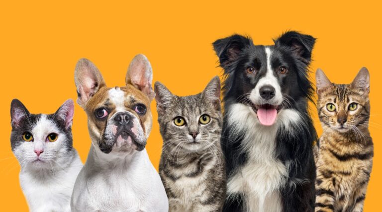 Abril Laranja, um mês para conscientização contra a crueldade, e todos os outros para ajudar na causa animal