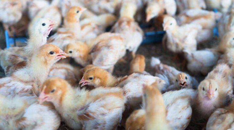Após aumento de casos de gripe aviária, Brasil decreta estado de emergência zoossanitária