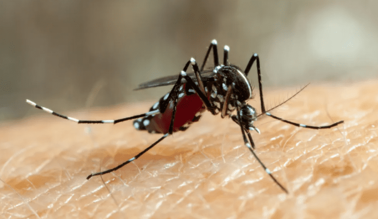 RS confirma mais uma morte por dengue em 2023; total de óbitos chega a 28
