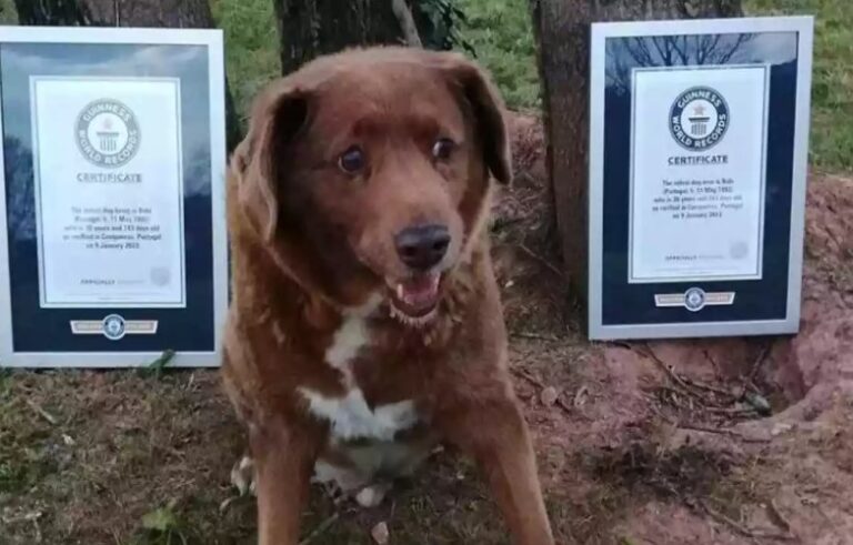 Morre Bobi, o cão mais velho do mundo, aos 31 anos