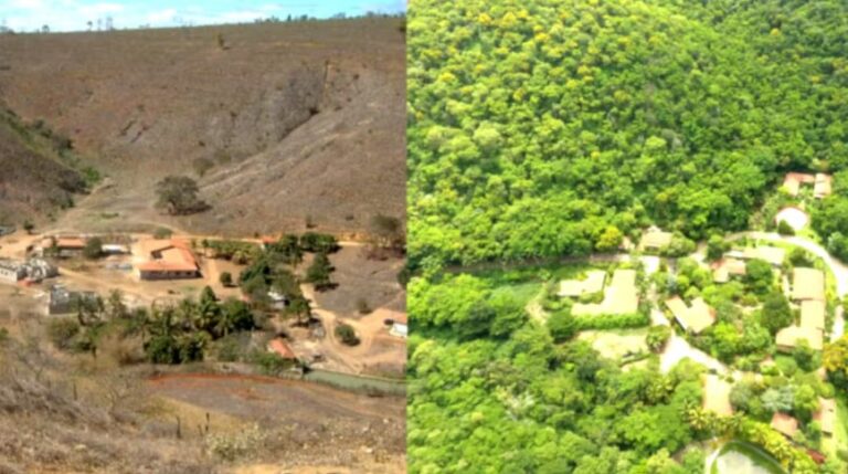 Casal brasileiro que plantou 20 milhões de árvores é notícia no mundo