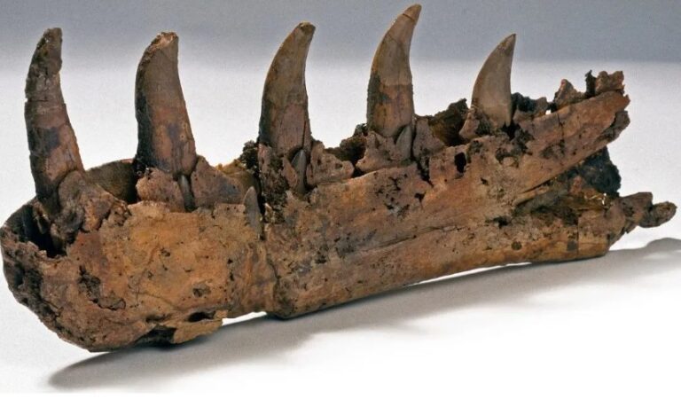 Descoberta do 1º dinossauro completa 200 anos em 2024; saiba como era o animal