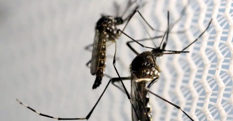 Casos graves de dengue podem causar hepatite e insuficiência renal