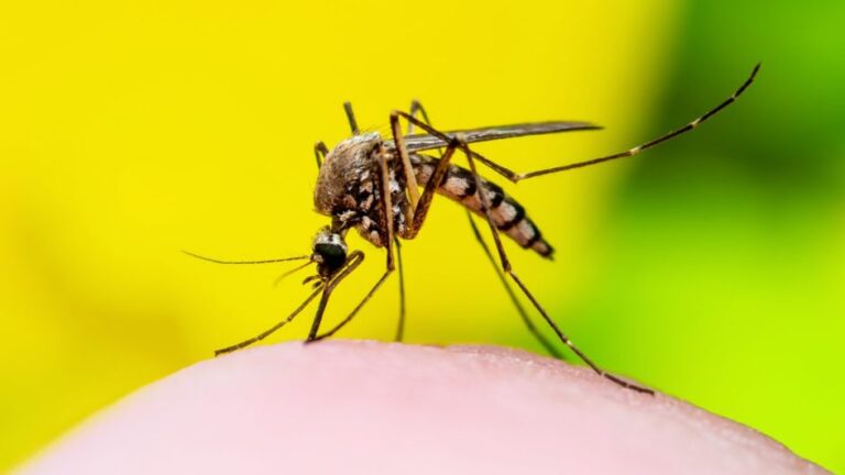 A dengue matou mais do que a Covid-19 no Brasil em 2024