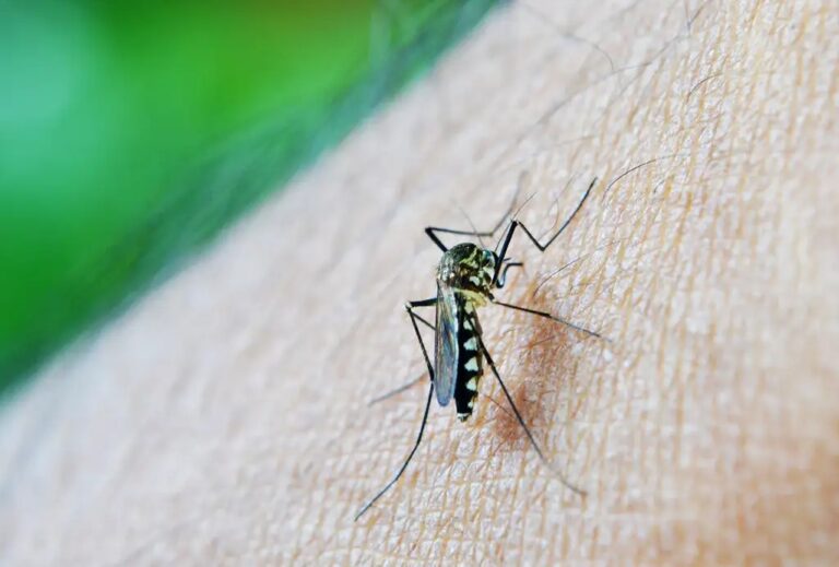 Brasil já tem mais de 3 milhões de casos de dengue em 2024