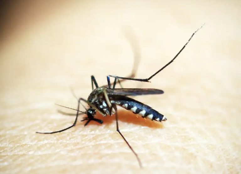 Brasil tem 254 mil casos de chikungunya; doença matou 161 este ano