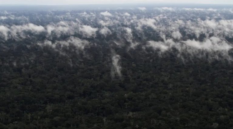 Emissão de gases do efeito estufa por queimadas na Amazônia cresce 60%