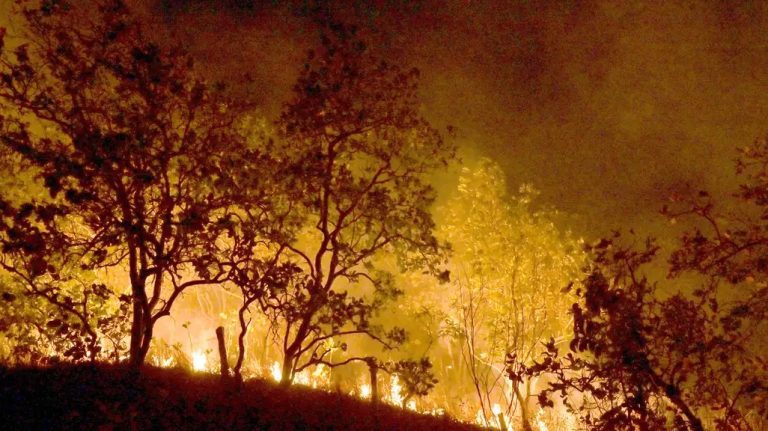 Queimadas persistem na Amazônia; cidades do PA superam 1 mil focos