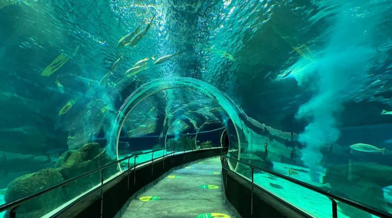 Apenas 5% dos recursos dos oceanos são conhecidos