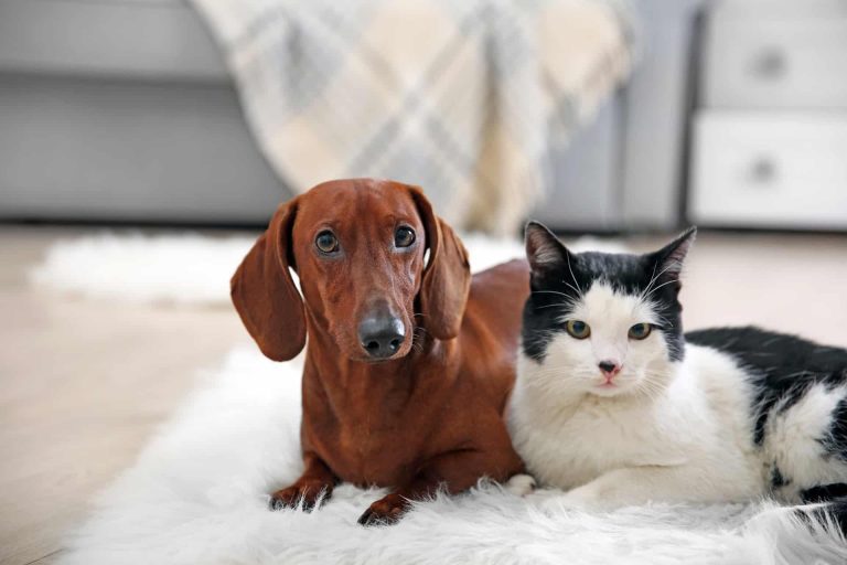 Governo cria Cadastro Nacional de Animais Domésticos, com número de identidade para cães e gatos