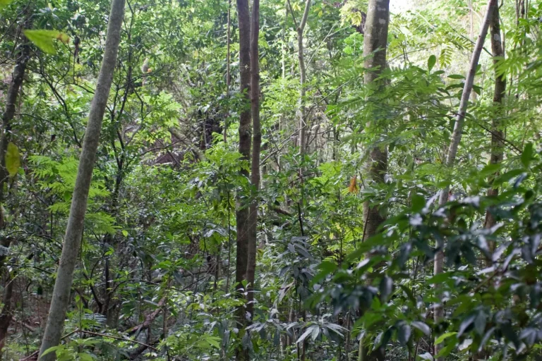 1ª Conferência Intermunicipal do Meio Ambiente no Vale do Taquari aborda transformações ecológicas e desafios climáticos