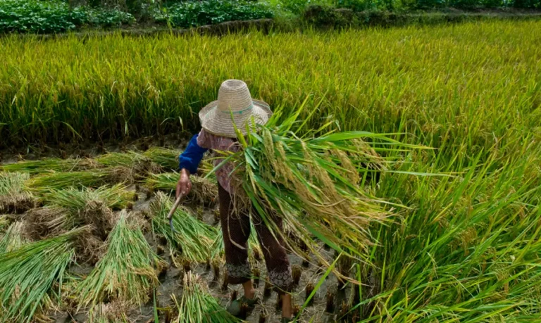 Mais de 2 mil pessoas foram resgatadas em situação de trabalho escravo no Brasil em 2024