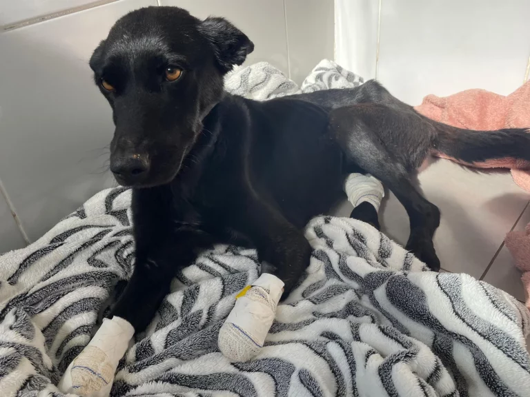 Homem que decepou patas de cadela em Caseiros vira réu por maus-tratos