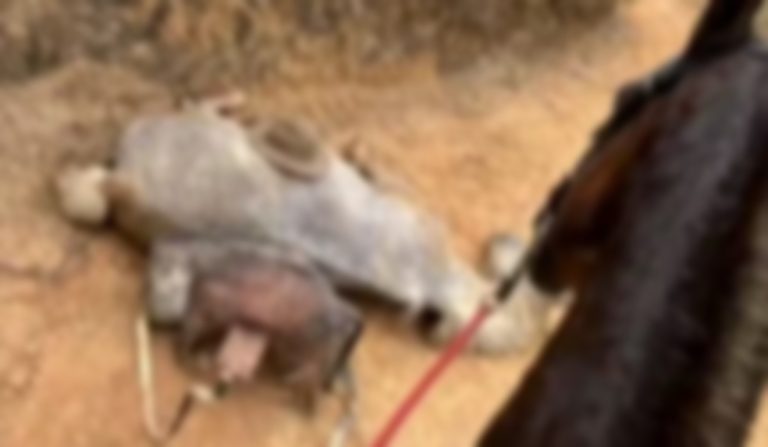 Cavalo morto com patas decepadas mobiliza investigação em São Paulo