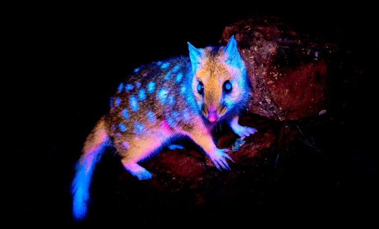 Marsupial ‘brilhante’ é flagrado pela primeira vez em floresta na Tasmânia