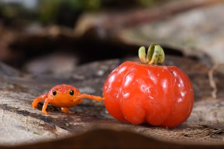 Ensaio fotográfico mostra sapo-pitanga ao lado da fruta que inspira seu nome
