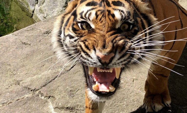 Zoológico na Dinamarca pede doação de pets domésticos para alimentar predadores