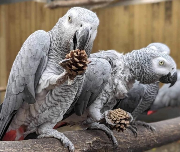 Papagaios são afastados após começarem a xingar e rir de visitantes