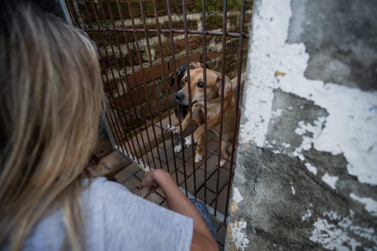 Ex-secretária de Canoas é investigada por morte de cães resgatados na Secretaria municipal