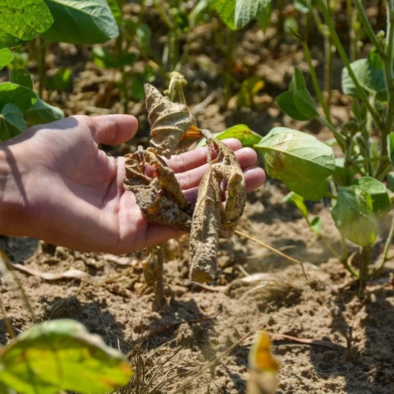 Produtores do RS vão reduzir área plantada com soja na safra 2025/26