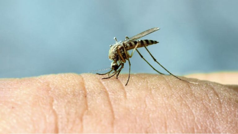 Por que os mosquitos picam mais algumas pessoas do que outras?